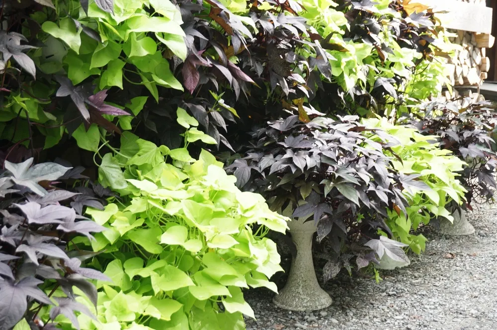 沖縄 ガーデニング に適した植物