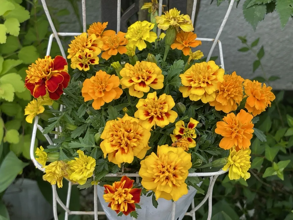 沖縄 ガーデニング に適した植物