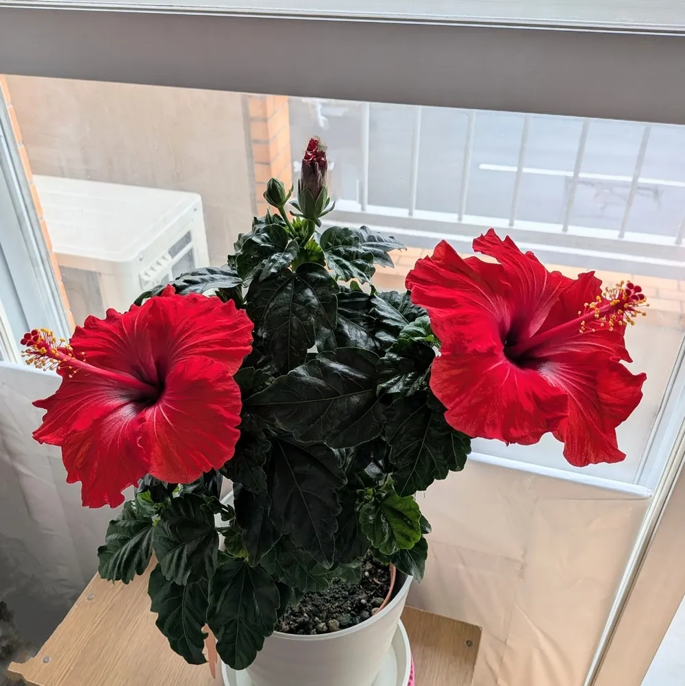 沖縄 ガーデニング に適した植物