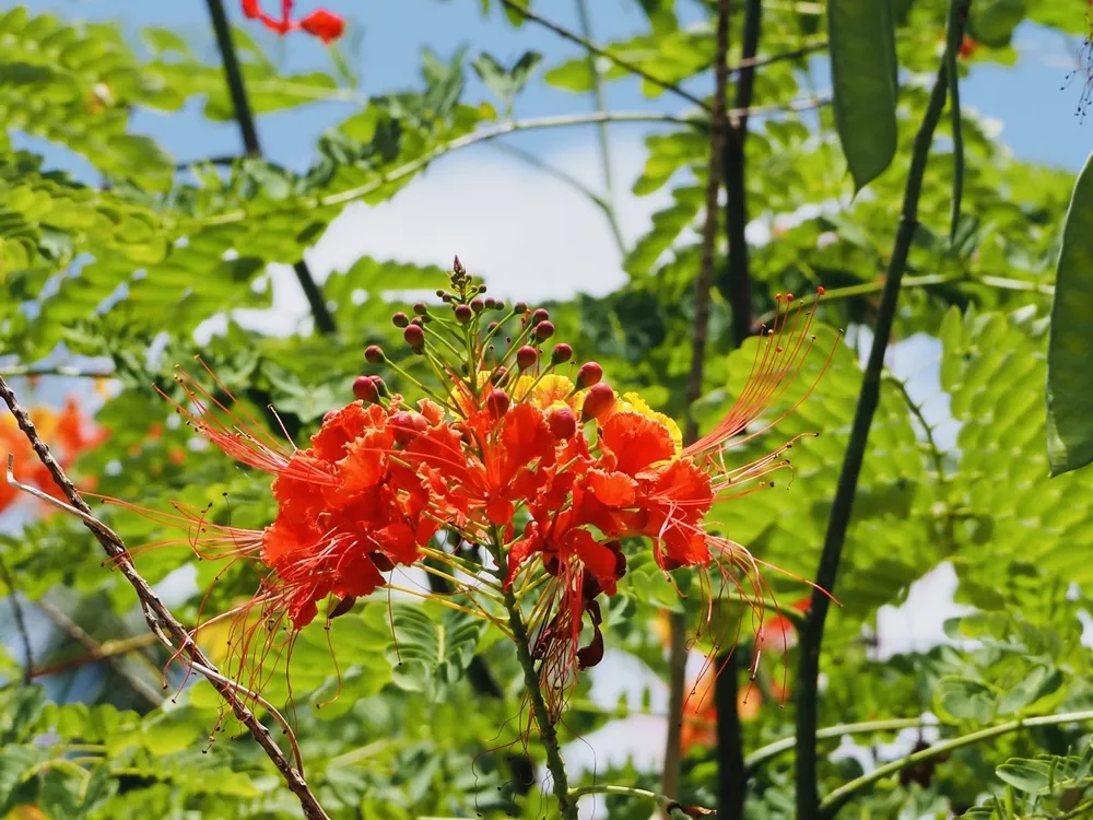 沖縄 ガーデニング に適した植物