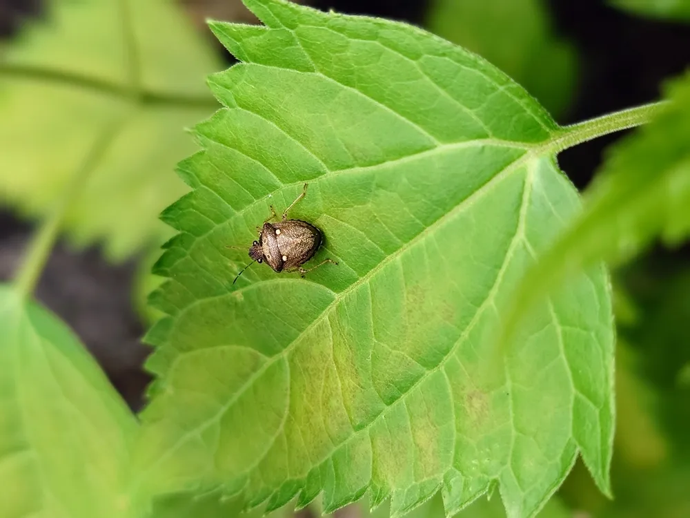 沖縄 ガーデニング に適した植物