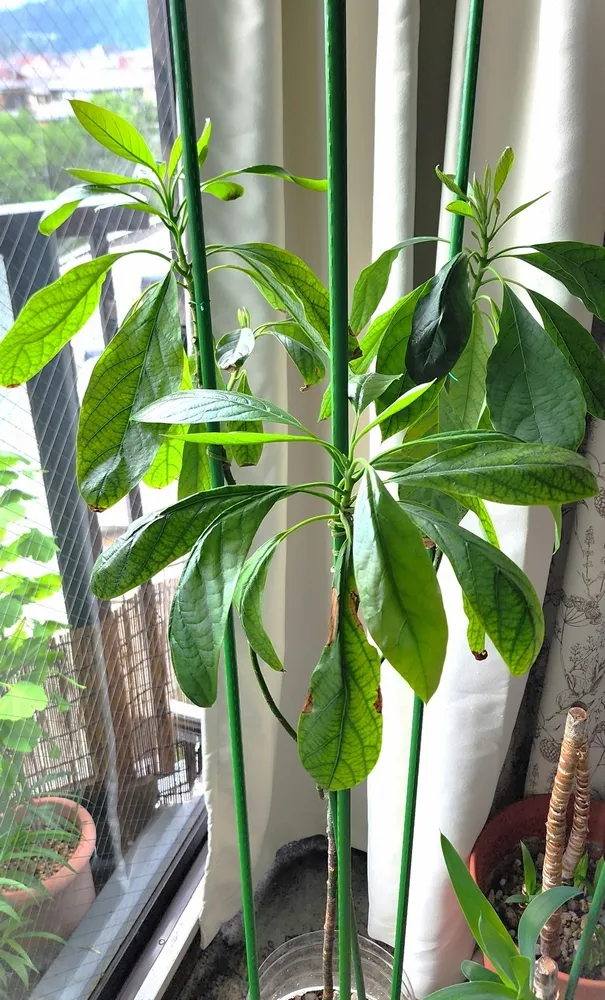 ガーデニング 趣味 男