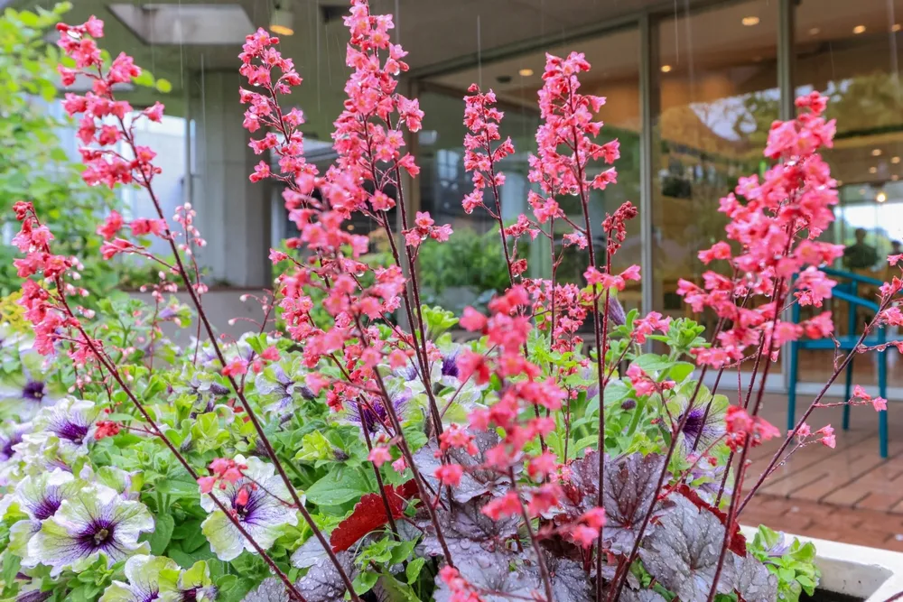 ガーデニング 趣味 男