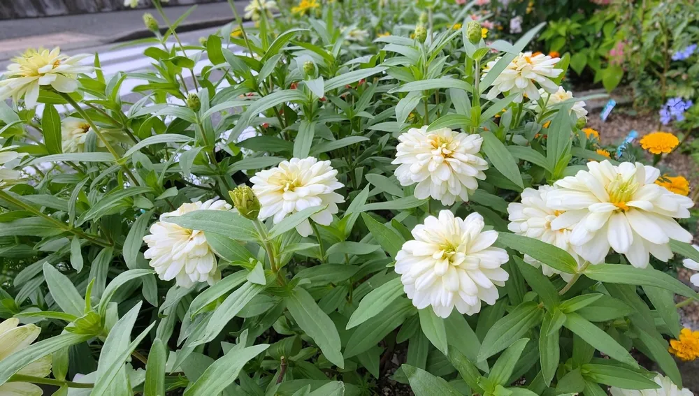 沖縄 ガーデニング に適した植物