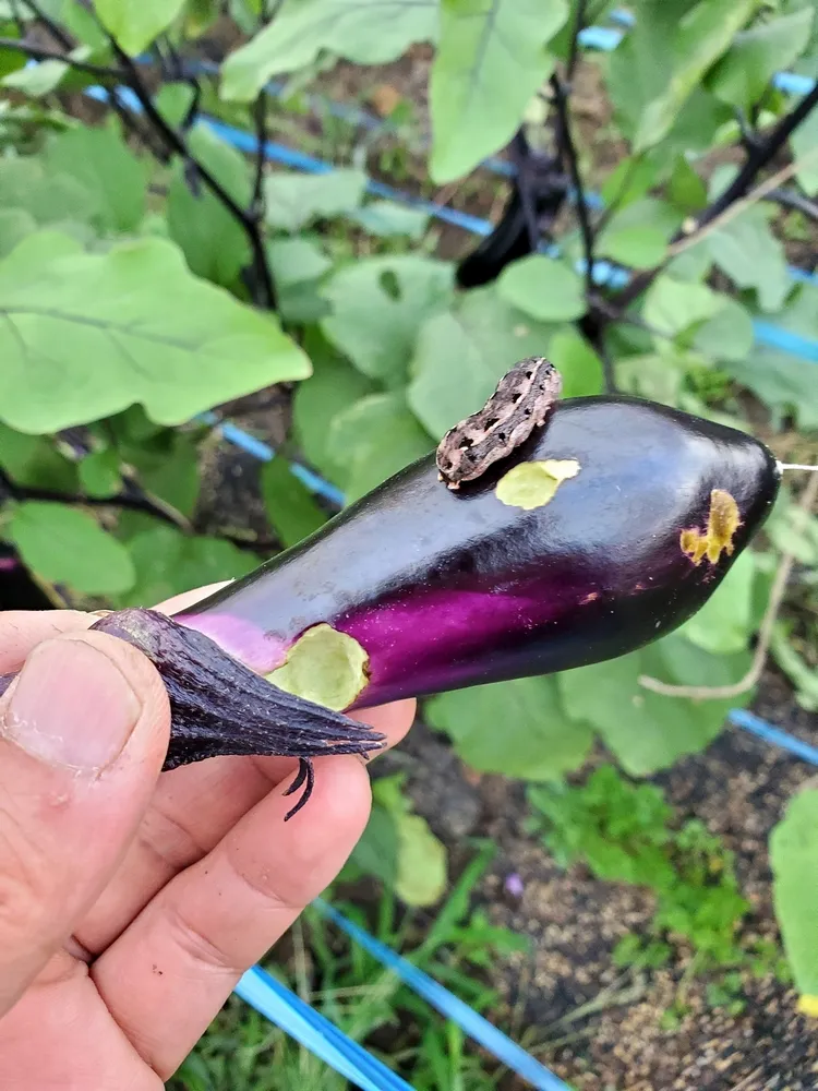 沖縄 ガーデニング に適した植物