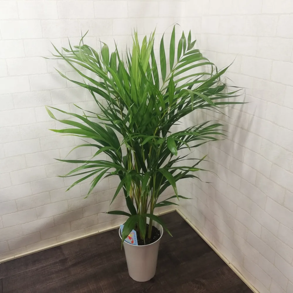 沖縄 ガーデニング に適した植物