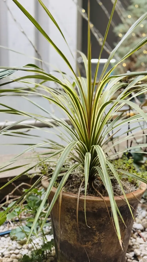 沖縄 ガーデニング に適した植物