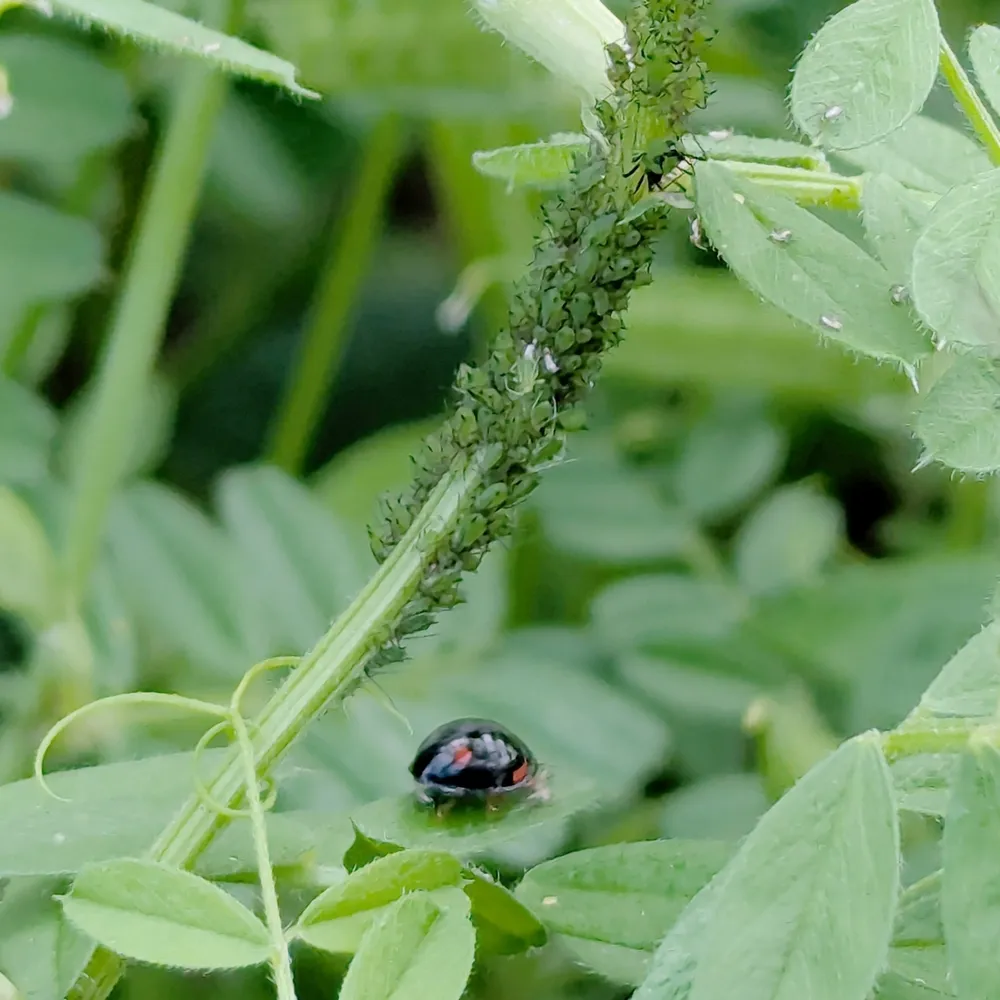 沖縄 ガーデニング に適した植物
