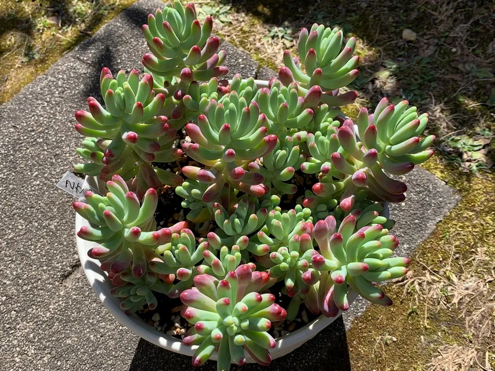 沖縄 ガーデニング に適した植物