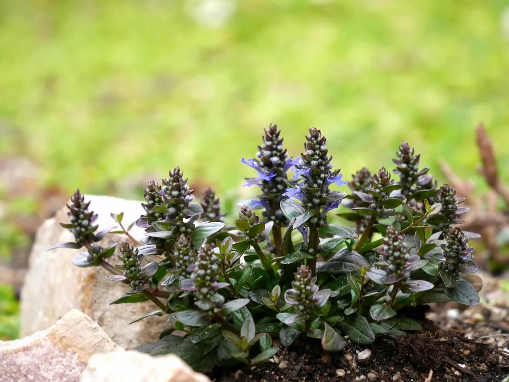 沖縄 ガーデニング に適した植物